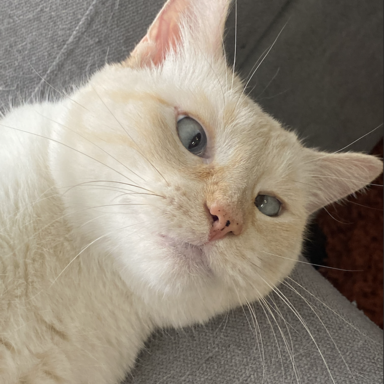 anna-cat