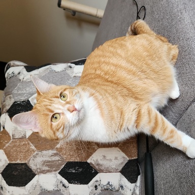 roberts_cat