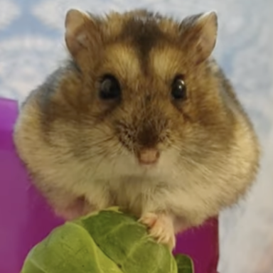 Chubby hamster