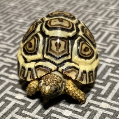 Sara Mitchell's turtle Crimson