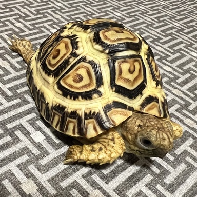 Sara Mitchell's turtle, Clover