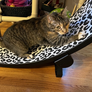 hanna cat aurora