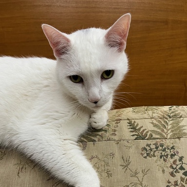 hanna cat benny