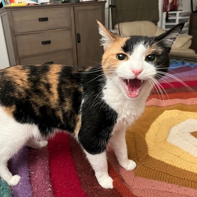 hanna's cat, daisy