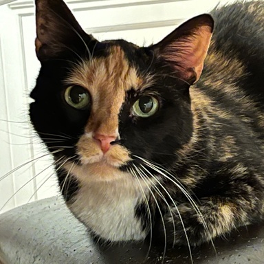 hanna cat dora