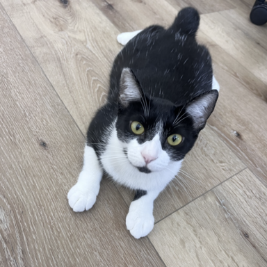 Nina's cat, Levo