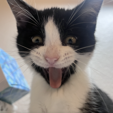 Nina's cat, Angie